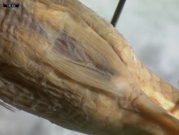 Media type: image; Ichthyology 32958